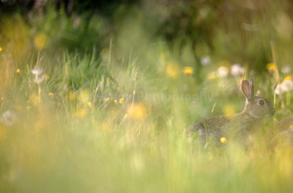 Rabbit_ AGTO 145 - Wildlife, Mammal Photography, Great Britain