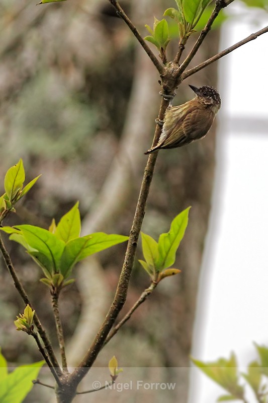 Olivaceous Piculet, Costa Rica - Olivaceous Piculet