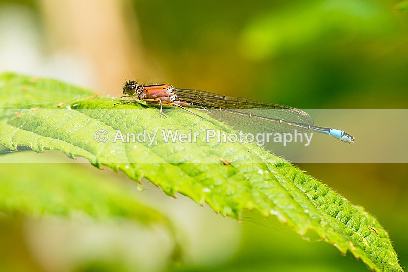 20140621-3K8A2517 - Dragonflies & Damselflies