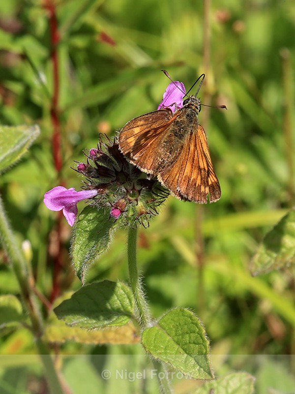 Large Skipper on Wild Basil, Ardley Wood Quarry, Oxfordshire - INSECTS