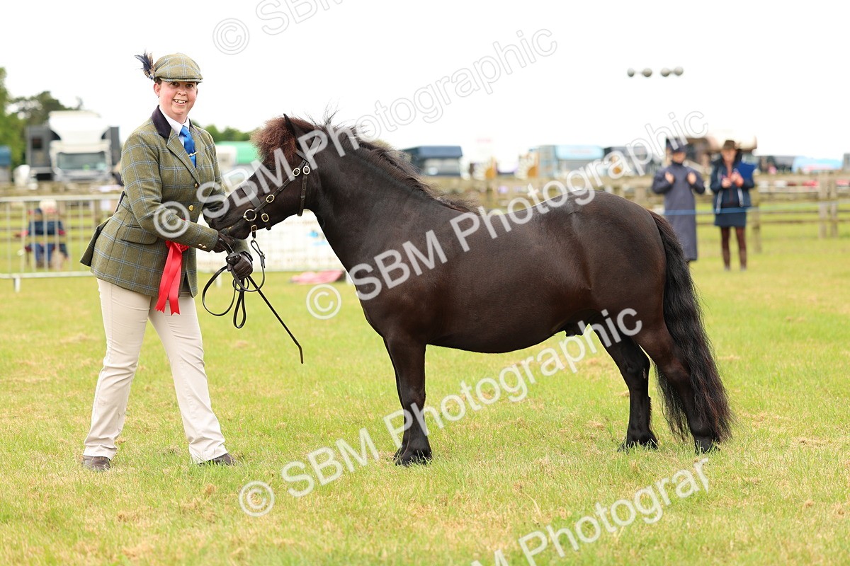 SBM_04339 - Class 64-67 - Shetland Pony In Hand