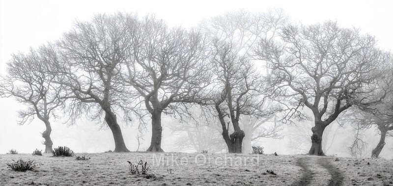 Oaks in the Mist - New Images