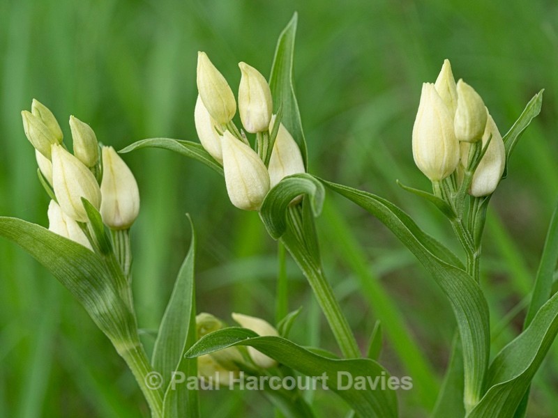 White helleborine (Cephalanthera damasonium) - Flower Portraits