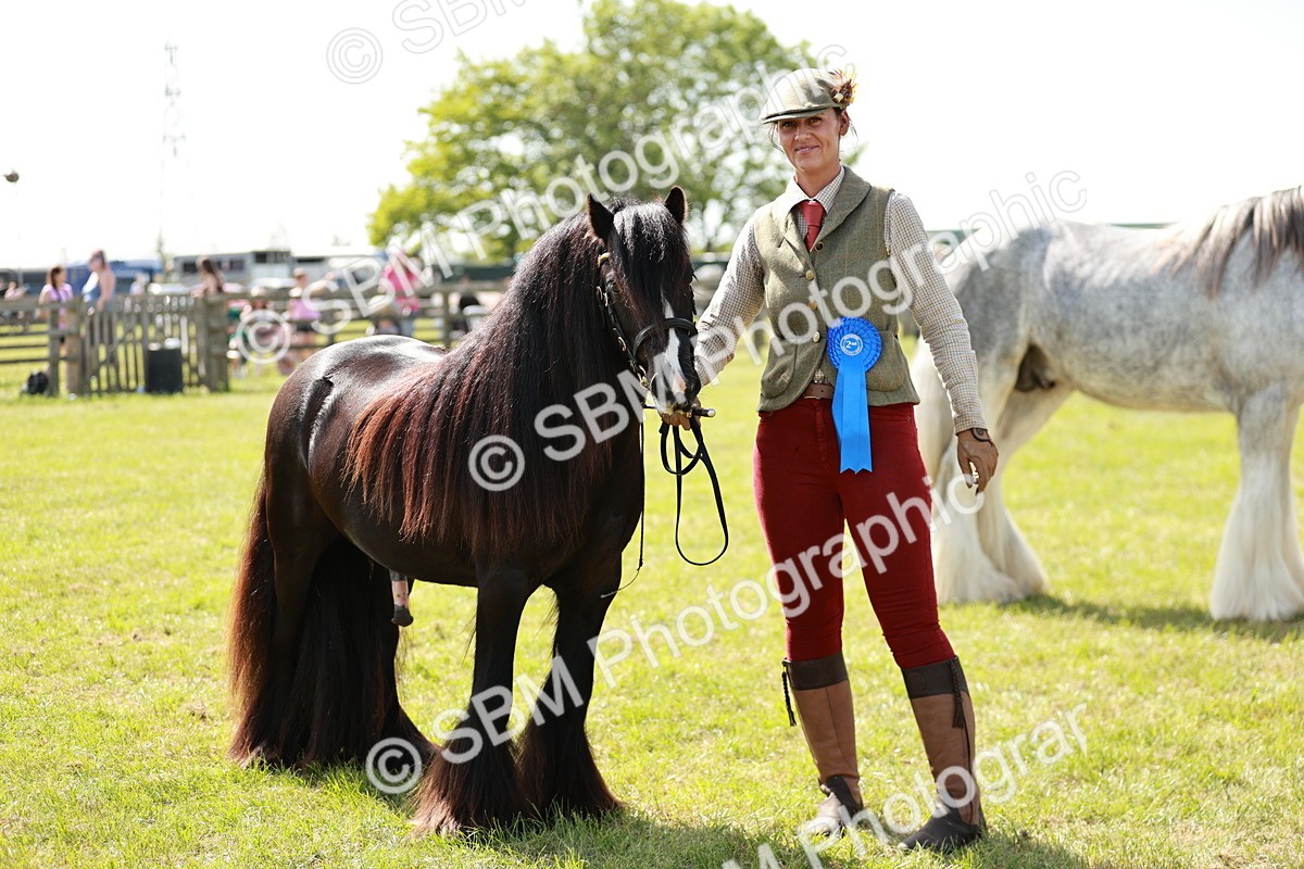 SBM_08697 - Class 63-65 - Traditional Gypsy Cobs In Hand & Ridden