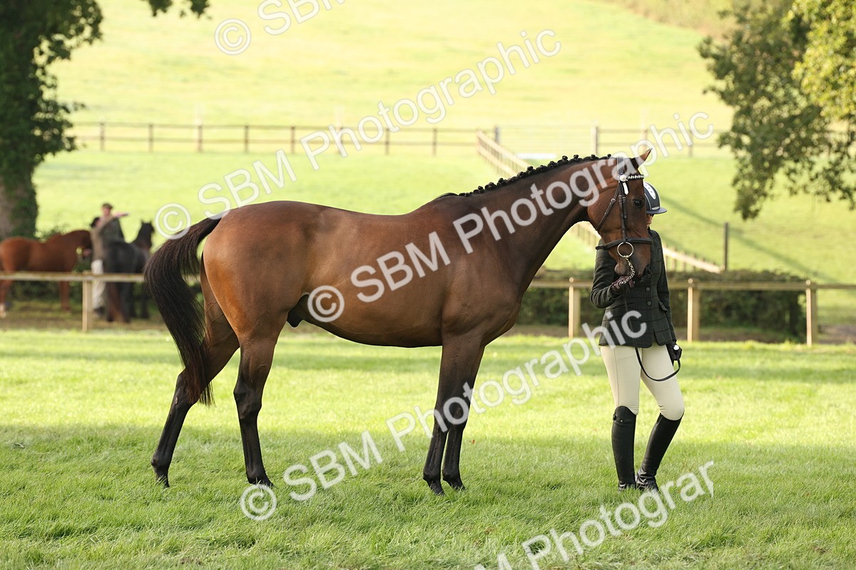 SBM_54949 - S52 - Riding Horse & Hack & thoroughbred In Hand