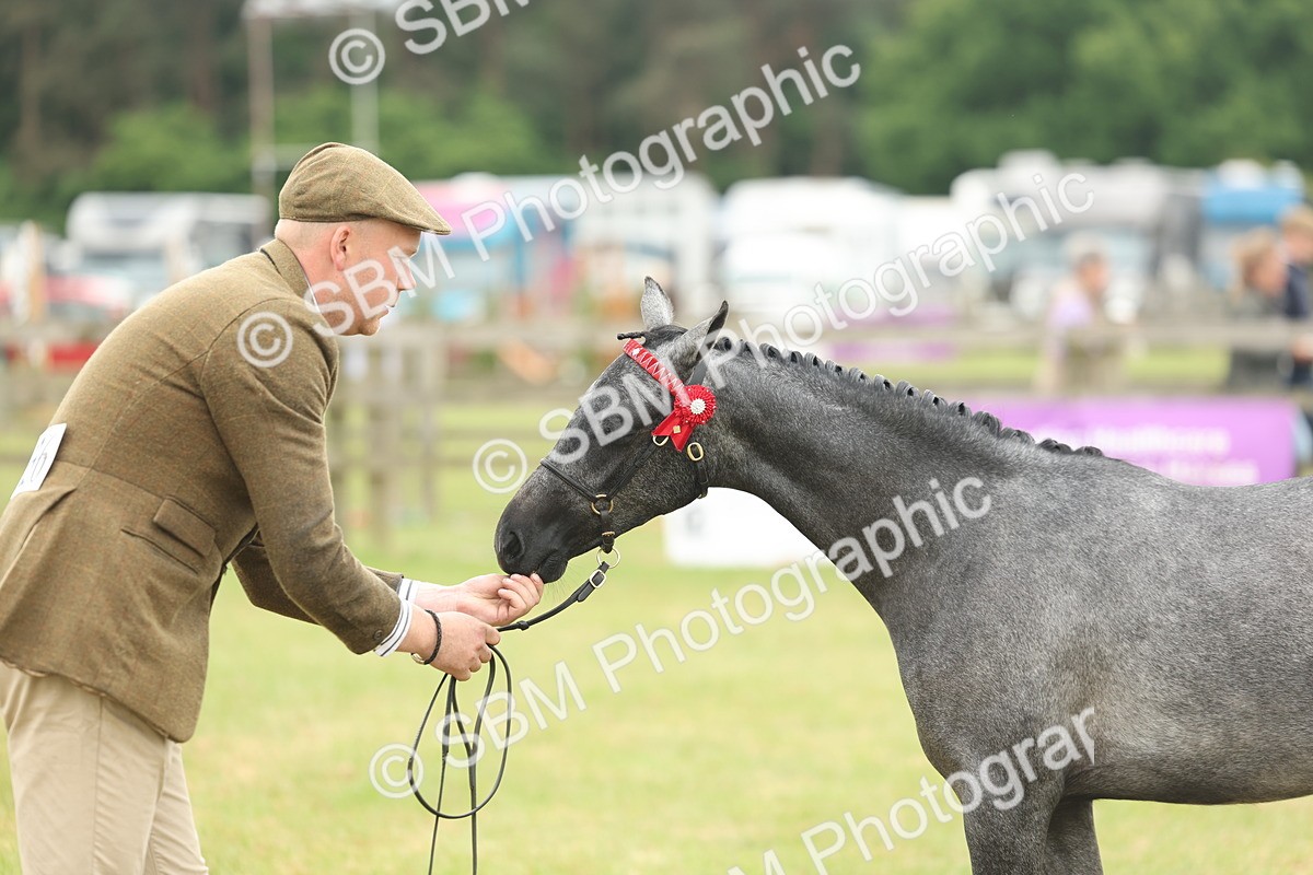 SBM_05356 - Class 68-73 - Riding Pony Breeding