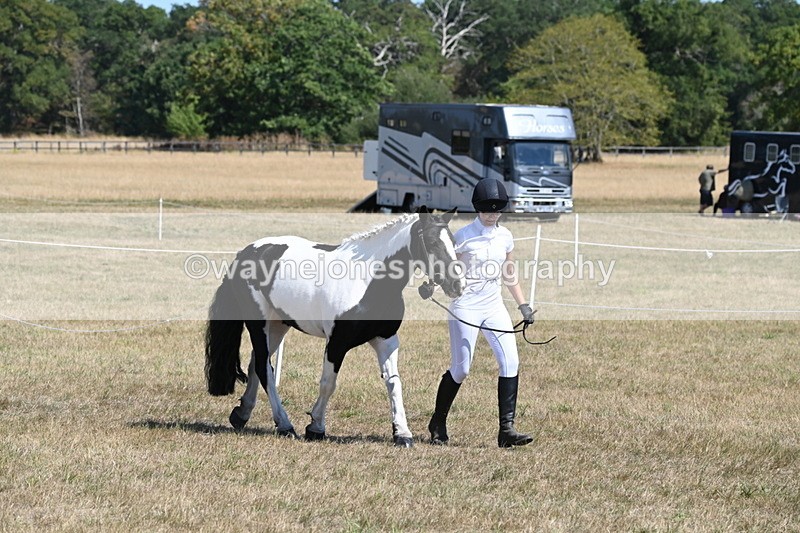 WJ6_8592 - Class 37b Best Loan Pony In-hand