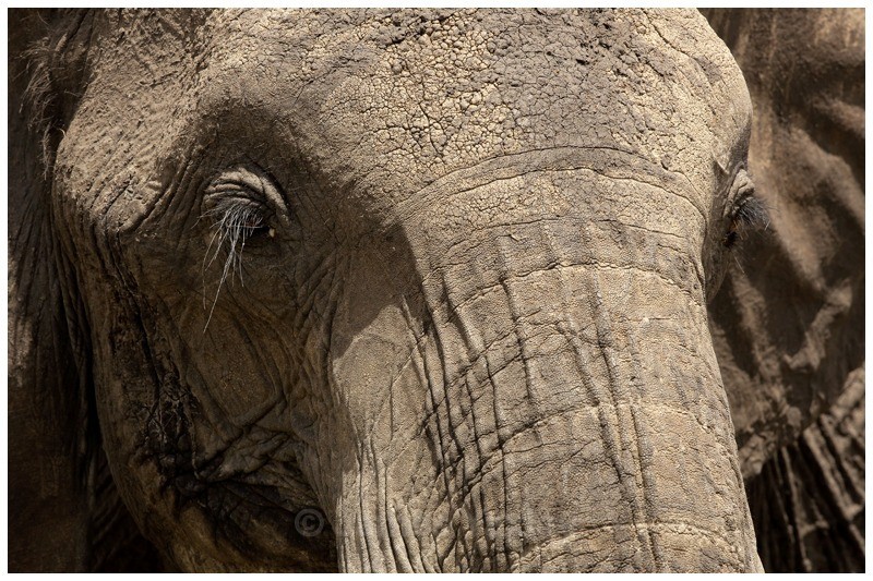 Oltome - huge - The Big Five