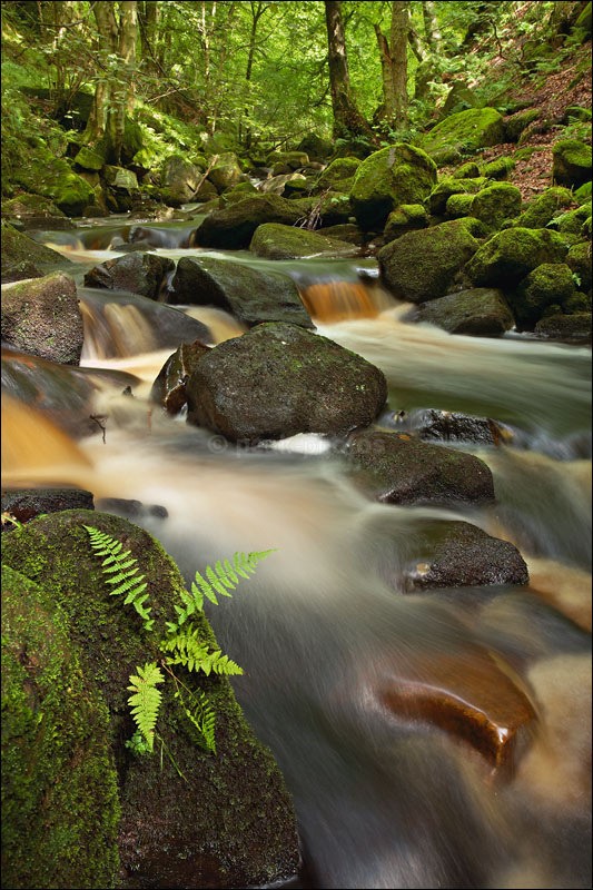 Padley Fern - Photographs of Woodland & Rivers