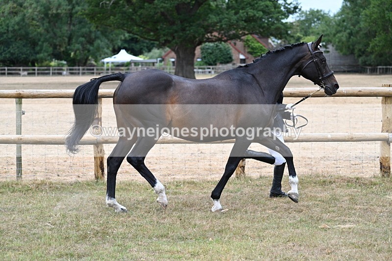 WJ7_9012 - Class 4a Prettiest Mare 14.2hh and over