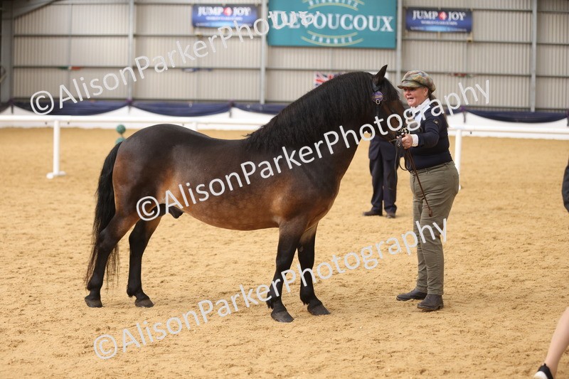 20260913-1751 - Class 117 - Stallion 4years and over