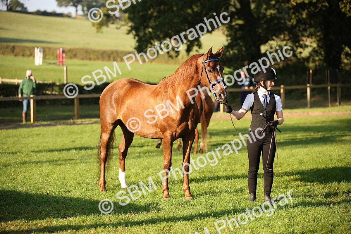 SBM_57562 - S50 - Foreign Breeds In Hand