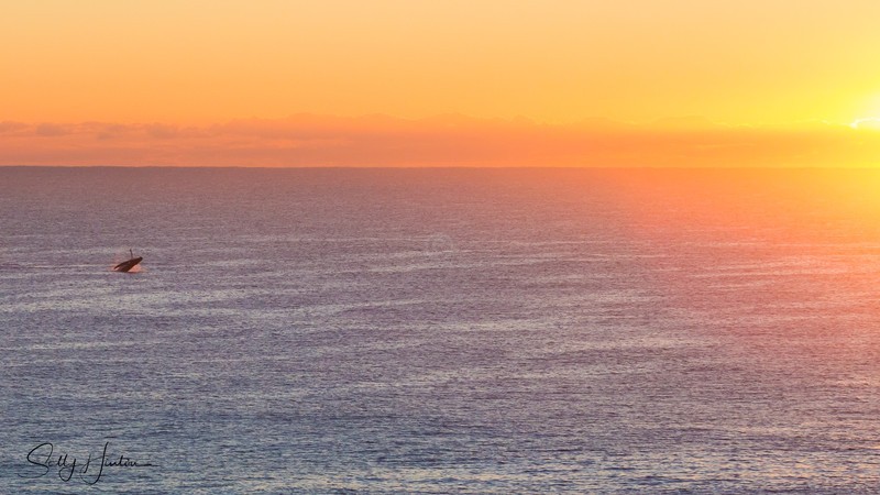Whale Sunrise 2