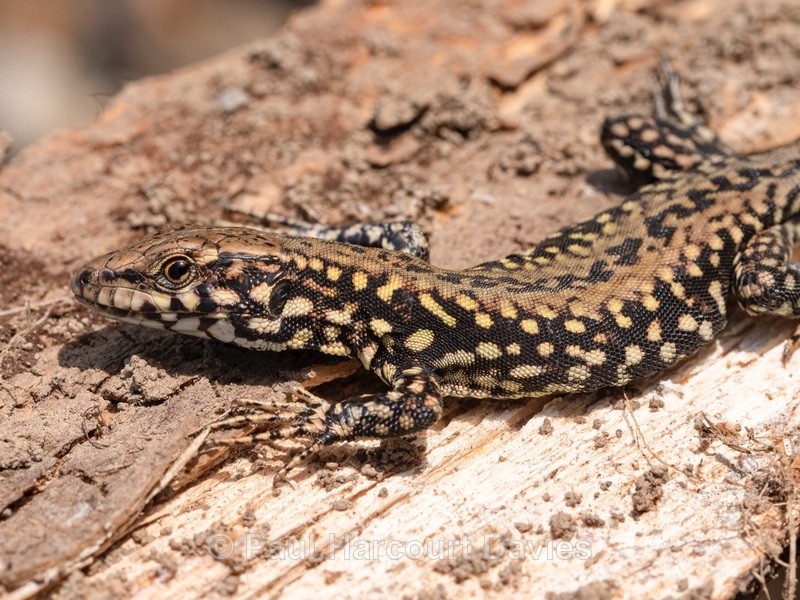 Italian Wall lizard♀︎ (Podarcis siculus) - Ten Metres from Home 2021