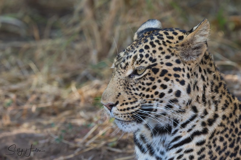 Leopard Youngster 3
