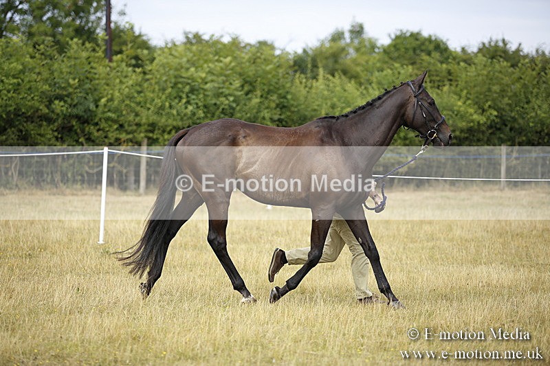 _C7A9615 - BVRC Sow 2018 Ring 2