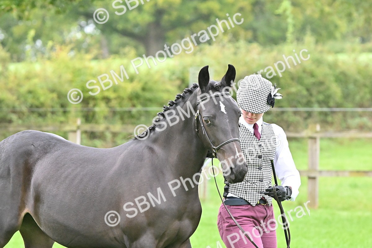 SBM_57554 - S46 - Part Bred Arab & Native Pony In Hand
