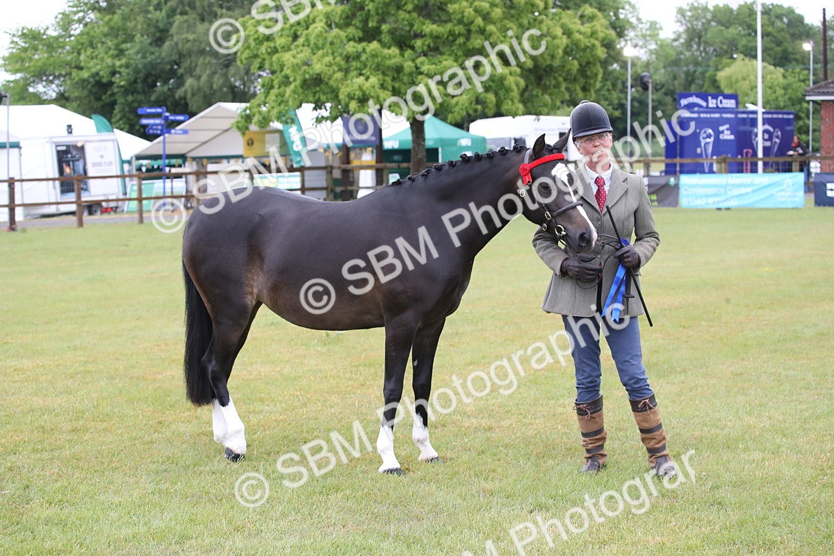 SBM_00093 - Class 17-20 - Arab & Part Bred - Anglo Arab In Hand