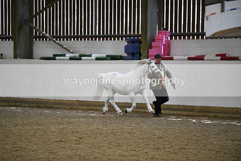 WJ5_5625 - Morning in hand Championship