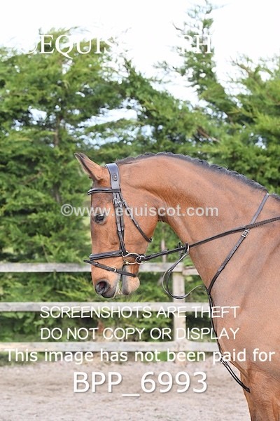 BPP_6993 - RING 1  (RIDDEN HORSES / IN HAND / VETERAN ETC)