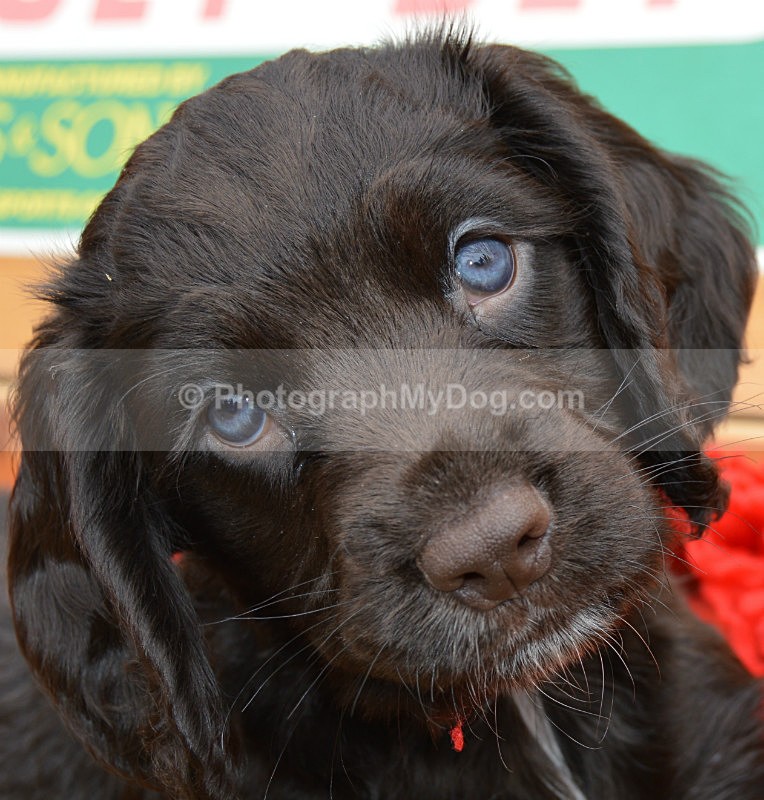 - Cocker Spaniels