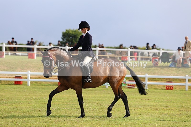 3E7A8158 - Class 2: Rising Star Large Hack/Riding Horse