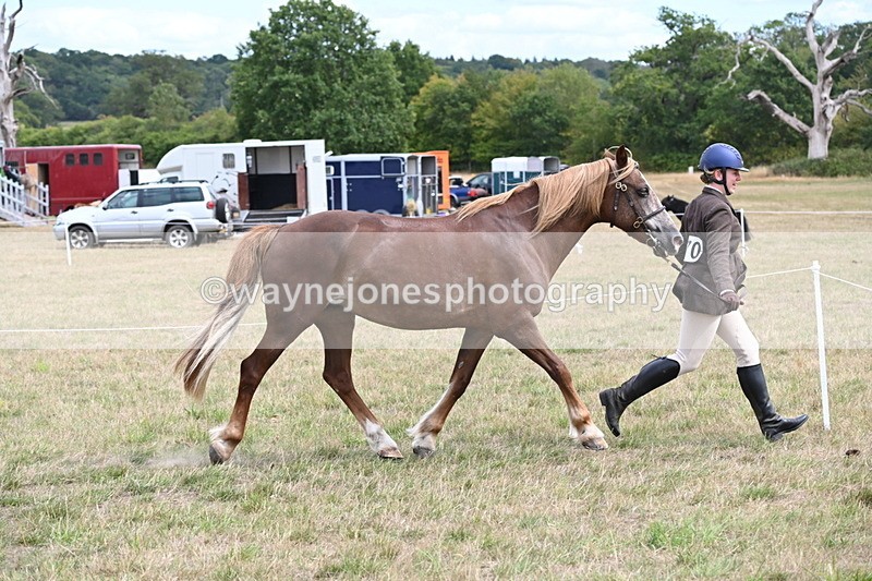 WJ6_5915 - Class 19 In-hand Veterans (Uploaded correct folder)