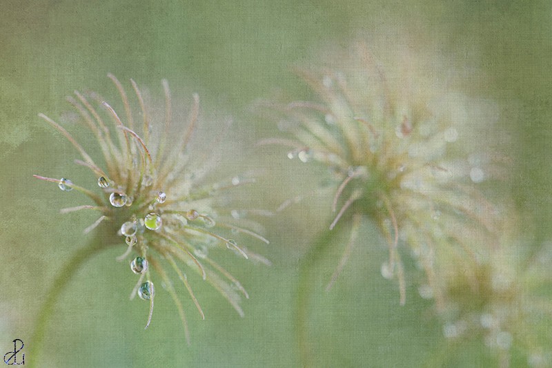 Flower photography by Diana Uzun