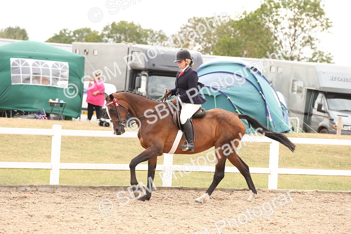 SBM_17350 - Class 214 - Ridden Hack Riding Horse