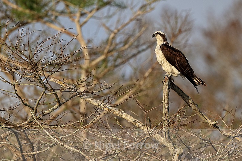 Perched Osprey with tree background, Blue Cypress Lake, Florida - Osprey