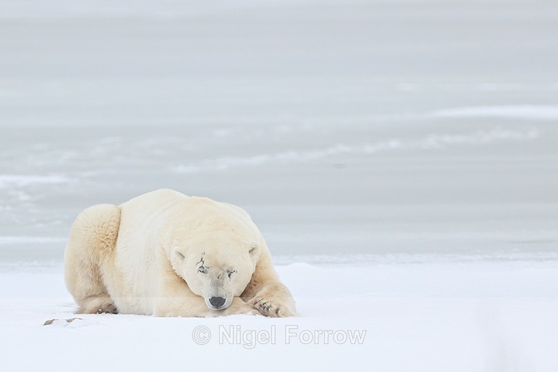 Polar Bear rests after sparring, Churchill - Polar Bear