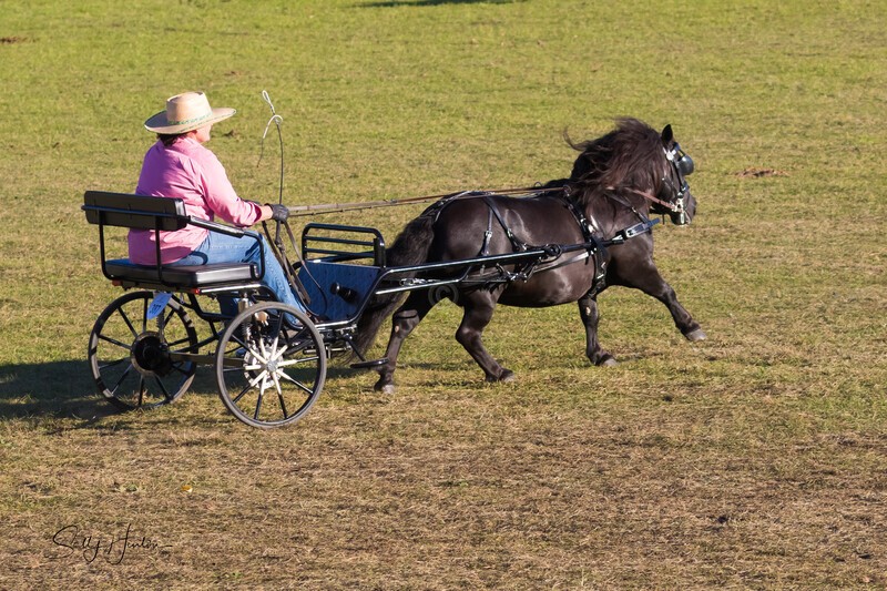 Harness Driving Challenge 15. 0A3A9704 - 2025 Senic Rim Clydesdale Spectacular