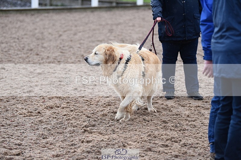 240518A-132552-01292 - Cls 8 Dog the judge would most like to take home