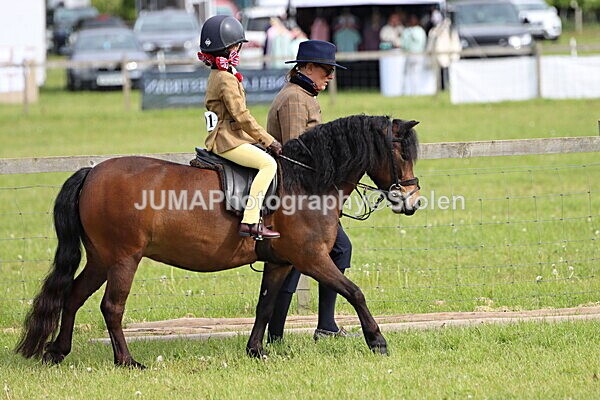 IMG_2209 - Working Hunter