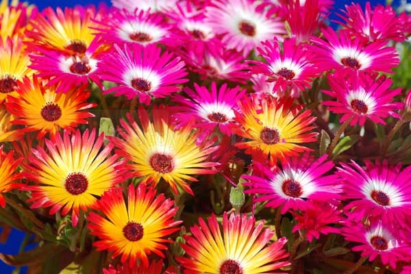 Livingstone Daisies - Flowers