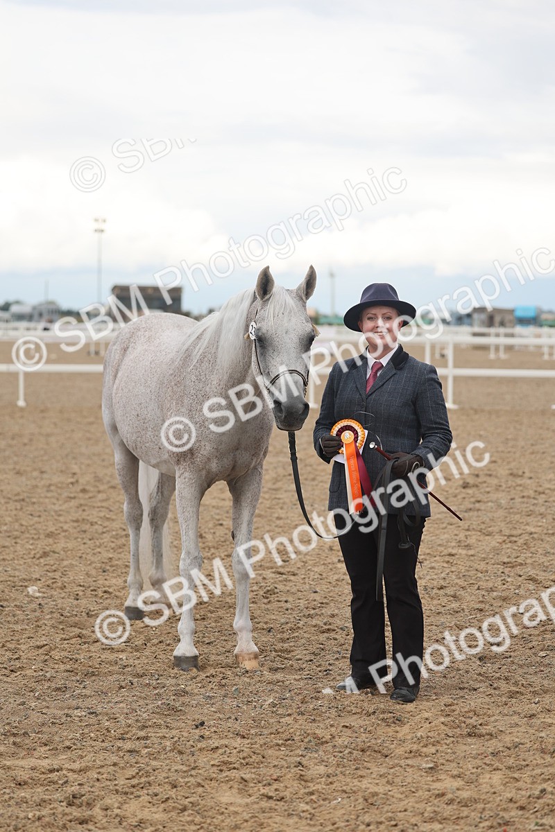 SBM_07947 - Class 28 - IH Veteran Horse