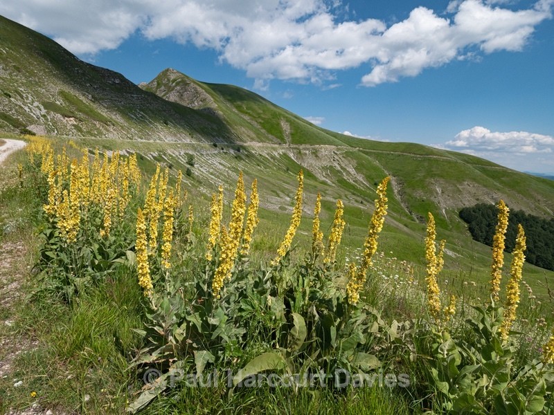 Long-leaved mullein (Verbascum longifolium) - Flowers in the Landscape - 2