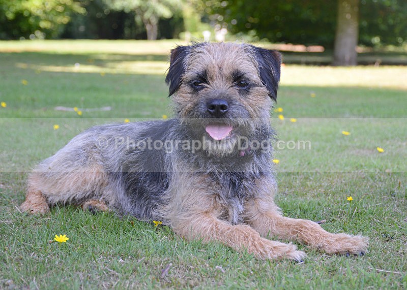  - Border Terriers