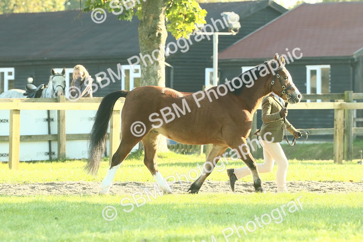 SBM_57351 - S37 - Starters In Hand Showing