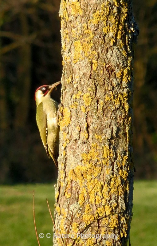 Green Woodpecker - Birds
