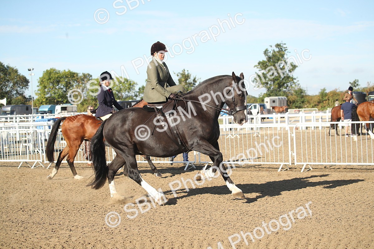 SBM_11295 - Class 501 -Riding Club Pony