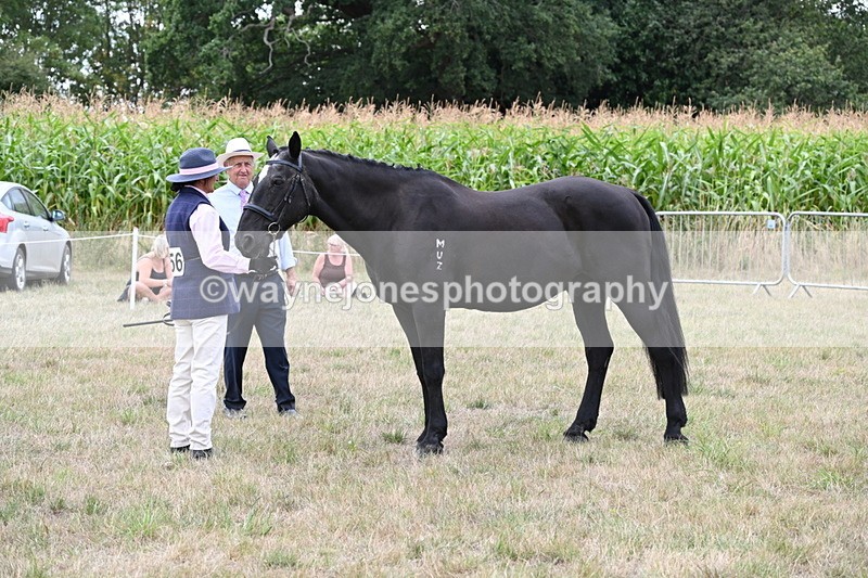 WJ6_6095 - Class 19 In-hand Veterans (Uploaded correct folder)