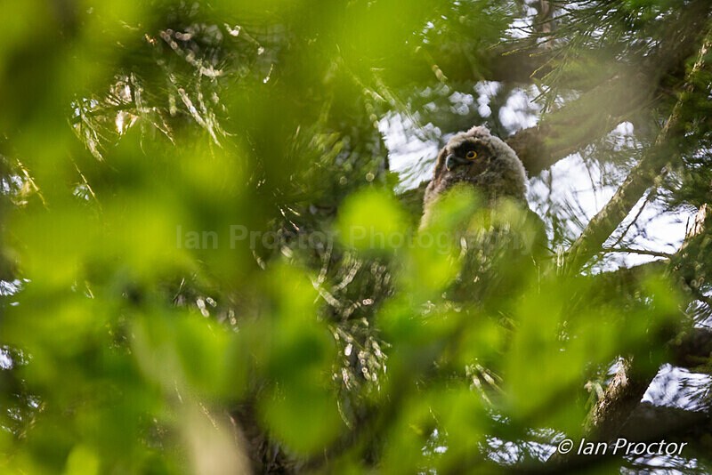 Long-eared Owlet - Nature