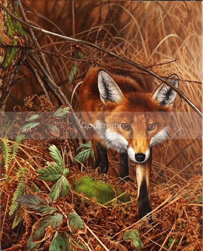 Mischief in mind - Foxes
