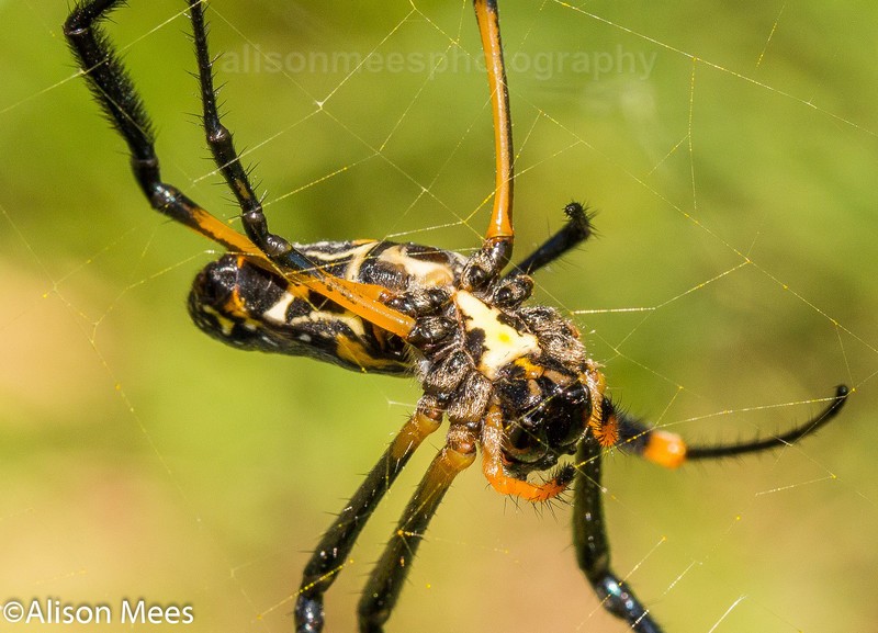  - Macro World
