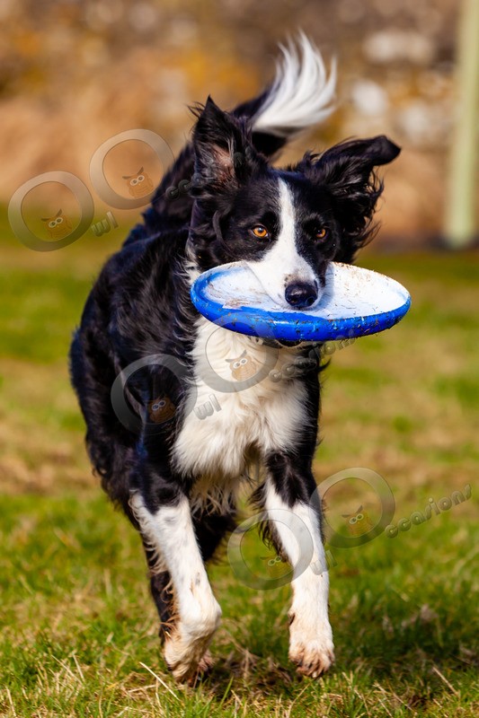 Collie dog_4890 - Pet Photography