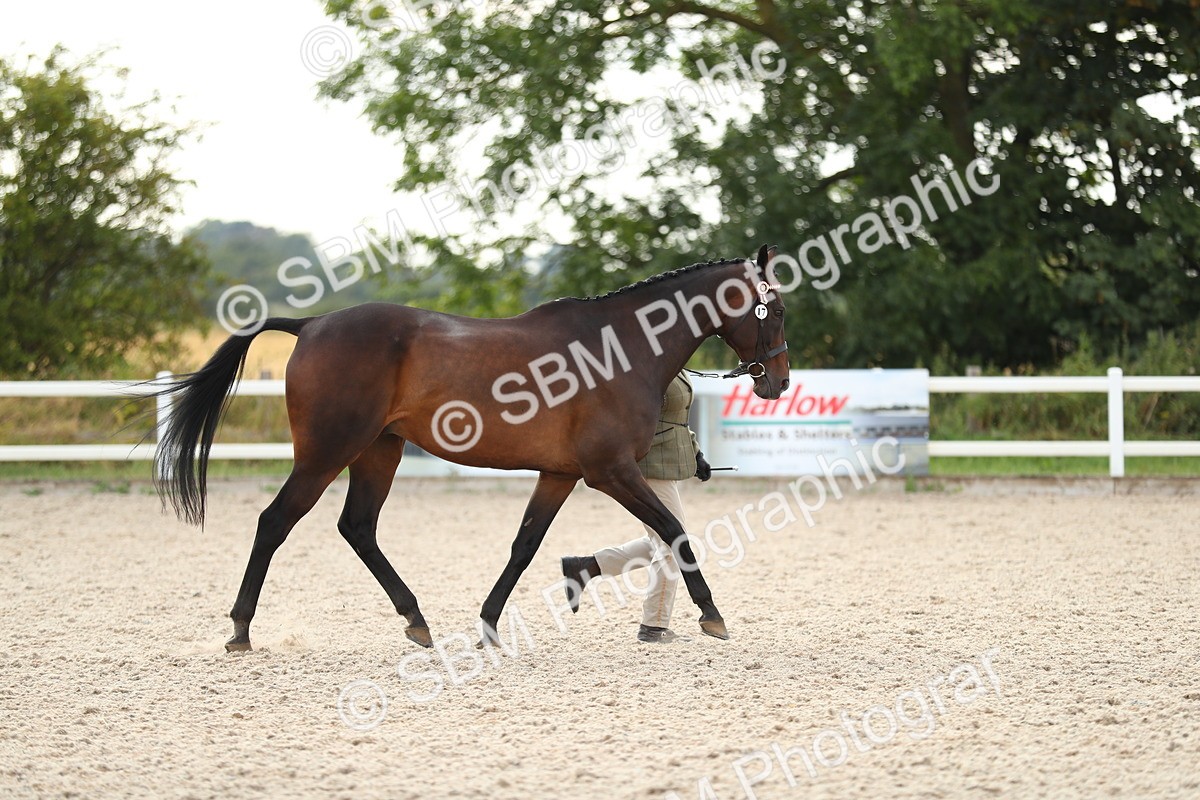 SBM_08523 - Class 28 - IH Veteran Horse
