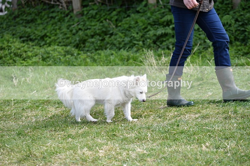 WJ5_0752 - Best in Show Championship