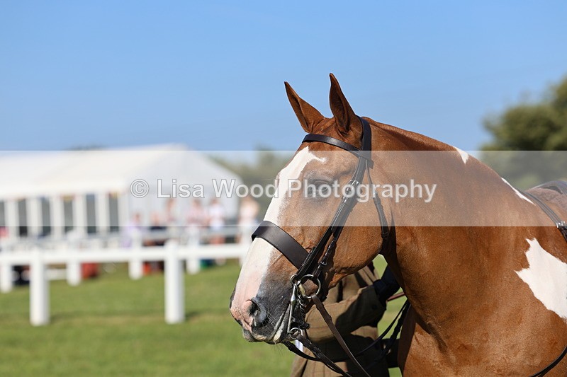 IMG_1445 - Class 29:  Ridden Native/Trad Coloured Horse
