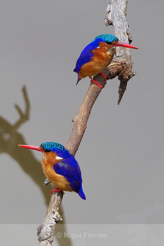 Pair of Malachite Kingfishers perched on a branch - Malachite Kingfisher